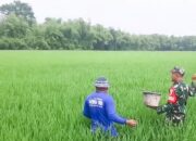 Dukung Program Ketahanan Pangan, Babinsa Koramil Balen Bojonegoro Bantu Petani Rawat Tanaman Padi