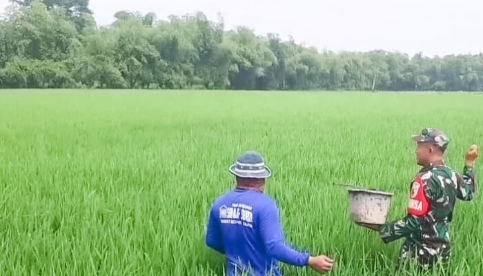 Dukung Program Ketahanan Pangan, Babinsa Koramil Balen Bojonegoro Bantu Petani Rawat Tanaman Padi