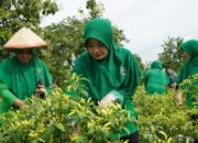 Persit KCK Cabang XXVIII, Panen Cabai di Lahan Ketahanan Pangan Kodim Bojonegoro