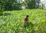 Polres Nganjuk Optimis Hasil Panen Jagung di Ngluyu dan Bagor Akan Memuaskan