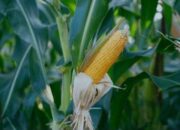 Mendekati Tahun Baru, Pembeli Jagung Meningkat