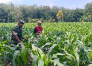 Pendampingan disertai Komsos. Cara Babinsa Kodim Lamongan Berinteraksi Bersama Petani