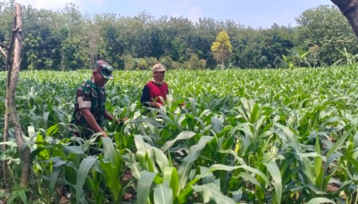 Pendampingan disertai Komsos. Cara Babinsa Kodim Lamongan Berinteraksi Bersama Petani