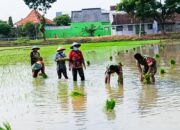 Perkuat Ketahanan Pangan, Babinsa Koramil Padangan Bojonegoro bantu Petani Tanam Padi