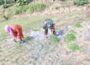 Sukseskan Program Pemerintah Ketahanan Pangan, Inilah yang Dilakukan Koramil Jajaran Kodim Lamongan