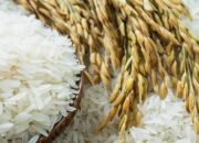 Harga Gabah Kering dan Beras Premium di Jatim Naik