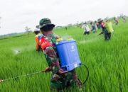 Dukung Ketahanan Pangan, Kelompok Tani Wotan, Babinsa Koramil Sumberrejo Bojonegoro dan Korluh gelar Gerdal Hama Padi                