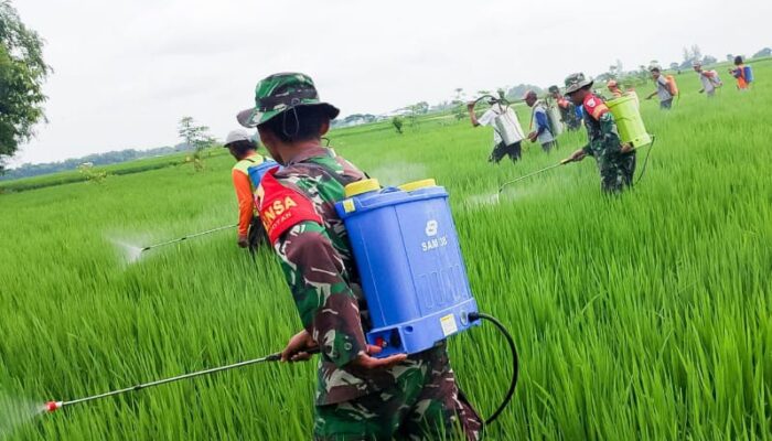 Dukung Ketahanan Pangan, Kelompok Tani Wotan, Babinsa Koramil Sumberrejo Bojonegoro dan Korluh gelar Gerdal Hama Padi                