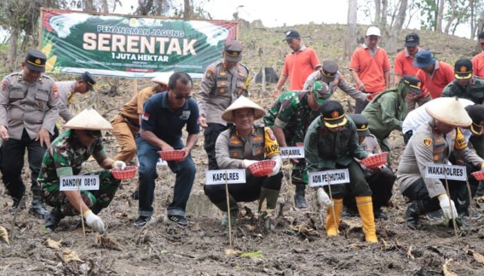 Polres Nganjuk Kembali Tanam Jagung di Lahan 2 Hektar Dukung Program Ketahanan Pangan Nasional