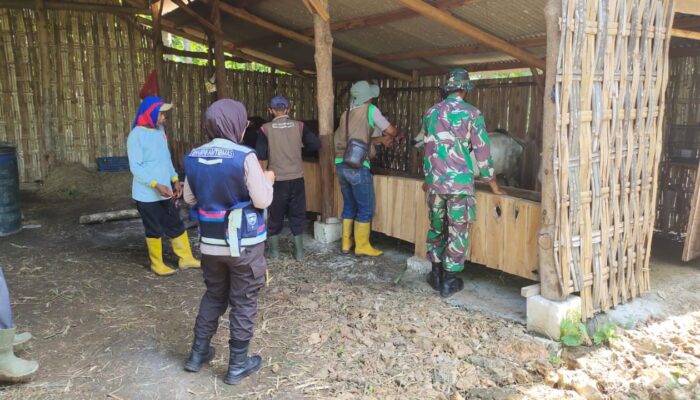 Babinsa Koramil Brondong Lamongan Dampingi Vaksinasi PMK di Desa Sendangharjo