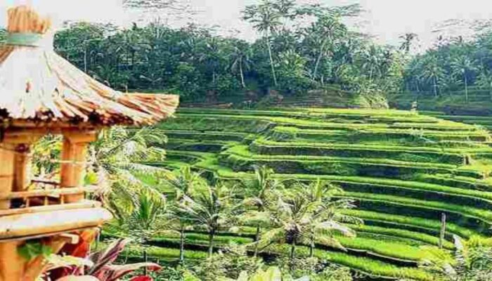 Menemukan Ketentraman di Ubud: Surga Seni dan Budaya Bali
