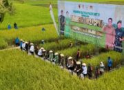 Danrem 082/CPYJ Panen Raya Padi bersama Kelompok Tani Mulyorejo