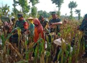 Wujud Percepatan Swasembada Pangan. Ini yang di Lakukan Koramil Modo