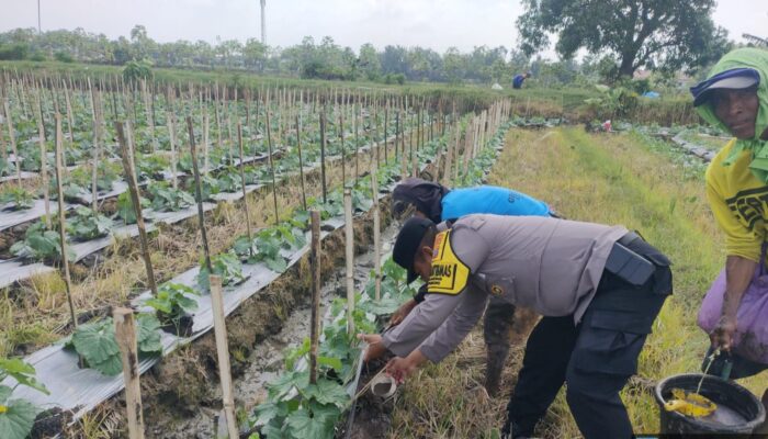 Dukung Ketahanan Pangan Nasional, Kapolsek Bojonegoro Kota Perintahkan Bhabinkamtibmas Dampingi Petani Semangka