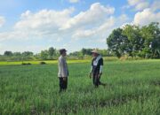 Dukung Ketahanan Pangan, Bhabinkamtibmas Polsek Kedungadem Patroli Dialogis di Tengah Petani