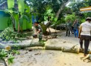 Babinsa Koramil Kanor Bojonegoro Bantu Evakuasi Pohon Roboh yang Menimpa Rumah Warga