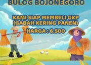 Perum Bulog Bojonegoro Jemput Bola Beli Gabah Langsung dari Petani, Besaran HPP Rp 6.500 Perkilogram