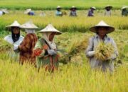 Harga Gabah Rp 6.500, Diharapkan Dapat Tingkatkan Kesejahteraan Petani