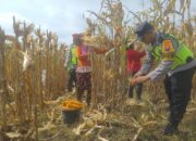 Peran Bhabinkamtibmas dan Babinsa dalam Mendukung Ketahanan Pangan di Kedungadem