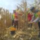 Img 20250216 Wa0121