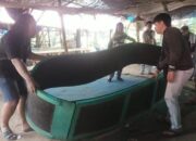 Arena Sabung Ayam di Ngronggot di Bongkar Polres Nganjuk