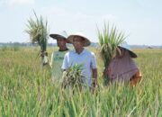 Pemkab Bojonegoro Aktif Menjembatani Petani dengan Pengepul untuk Stabilitas Harga Hasil Panen