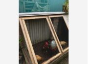 Pemkab Bojonegoro Berikan Bantuan Ayam Petelur untuk Keluarga Kurang Mampu