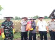 Polres Bojonegoro Turut Andil dalam Sukseskan Program Ketahanan Pangan Nasional Melalui Panen Raya Jagung