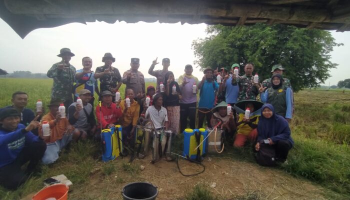 Petani Payaman Bersatu Lawan Hama, Koramil Solokuro Turun Tangan