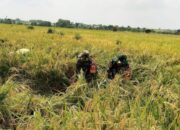 Babinsa Sumberrejo Turun ke Sawah, Bantu Petani Tlogohaji Panen Padi