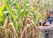 Polsek Gondang Mendukung Ketahanan Pangan, Kanit Binmas Dampingi Petani Panen Jagung
