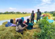 Babinsa Sarirejo: Pahlawan Pangan di Balik Jerami