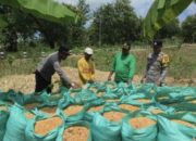 Kapolsek Pimpin Panen Jagung di Kedewan Berbuah Manis