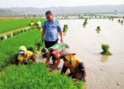 Babinsa Trucuk Bojonegoro Bantu Petani Desa Padang Percepat Penanaman Padi