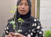 Bojonegoro Gerak Cepat, Bagikan Bibit Sayuran untuk Keluarga Kurang Mampu