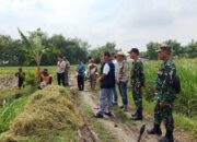 Langkah Sigap Jaga Lumbung Pangan, TNI Kawal Penyerapan Gabah Petani di Lamongan