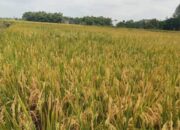 Janji Tinggal Janji, HPP Gabah Rp6.500 Hanya Mimpi di Bojonegoro