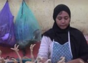 Kenaikan Harga Daging Ayam Potong di Lamongan Setelah Lebaran