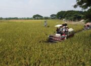 Kodim Lamongan Bersama Pemerintah Daerah Laksanakan Panen Raya