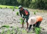 Wujudkan Ketahanan Pangan Nasional, Babinsa Kodim Bojonegoro Bantu Petani