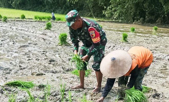 Wujudkan Ketahanan Pangan Nasional, Babinsa Kodim Bojonegoro Bantu Petani