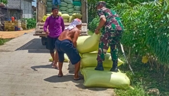 Kodim Lamongan dan Bulog Bersinergi Kawal Serapan Gabah, Jaga Stabilitas dan Sejahterakan Petani
