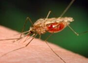 Waspada Nyamuk Meningkat, Warga Bojonegoro Cemas Ancaman DBD