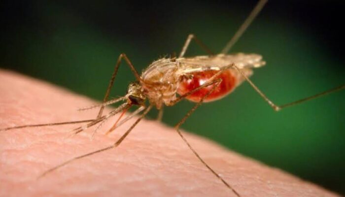 Waspada Nyamuk Meningkat, Warga Bojonegoro Cemas Ancaman DBD