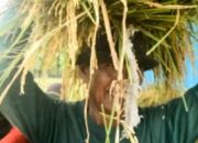 Petani Bojonegoro Siap Panen Lebih Untung, Kolaborasi Apik Ubah Irigasi Jadi Lebih Cerdas