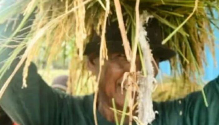 Petani Bojonegoro Meradang: Janji Harga Gabah Tinggal Mimpi, DRPD Diam