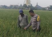 Aipda Dwi Pujoko Turun ke Sawah, Dampingi Petani Semanding Demi Panen Lebih Optimal