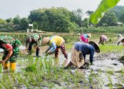 Babinsa Koramil Bubulan Turun ke Sawah, Dukung Petani dan Ketahanan Pangan di Bojonegoro