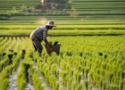 Pupuk Bersubsidi Melambung, Petani Bojonegoro Merana di Tengah Musim Tanam