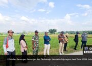 Babinsa Tambakrejo Kawal Penyerapan Gabah Petani Bakalan oleh Bulog Bojonegoro